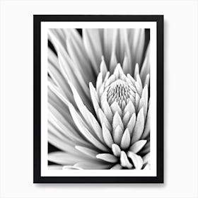 Proteas B&W Pencil 3 Flower Art Print