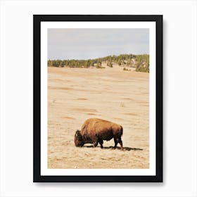 Montana Bison Art Print