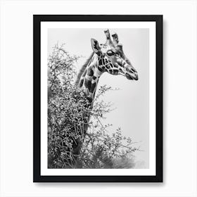 Giraffe With Head In The Branches Pencil Drawing 5 Art Print