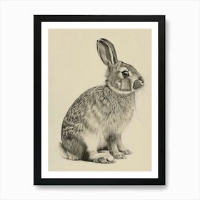 Holland Lop Rabbit Drawing 1 Art Print