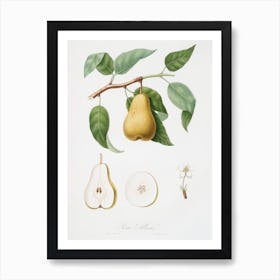Pear (Pyrus Laurina) From Pomona Italiana (1817 1839), Giorgio Gallesio Art Print