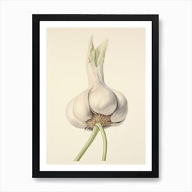 Garlic Vintage Botanical Herbs 3 Art Print