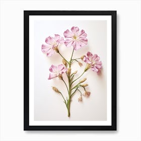 Pressed Flower Botanical Art Phlox Art Print