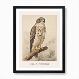 Vintage Bird Drawing Eurasian Sparrowhawk 2 Poster Art Print