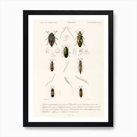 Different Types Of Beetles, Charles Dessalines D'Orbigny 10 Art Print