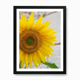 Floral yellow sunflower - summer flower nature and travel photography by Christa Stroo Photography Art Print