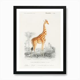 Giraffe (Giraffa Camelopardalis), Charles Dessalines D' Orbigny Art Print