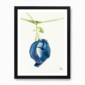 Blue Sweet Pea Watercolor Art Print