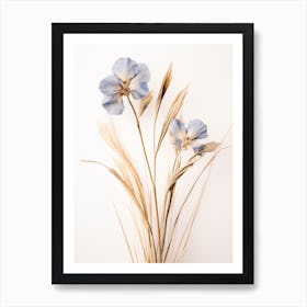 Pressed Flower Botanical Art Flax Flower 1 Art Print