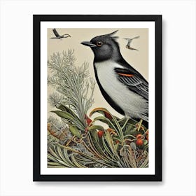 Blackbird Haeckel Style Vintage Illustration Bird Art Print