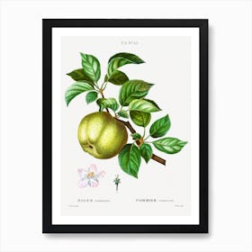 Apple Leaves, Pierre Joseph Redoute Art Print