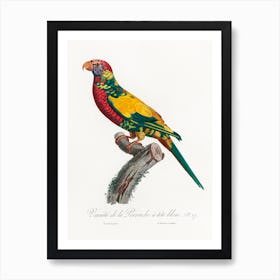 The Rainbow Lorikeet, From Natural History Of Parrots, Francois Levaillant Art Print