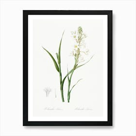 Polianthes Tuberosa, Pierre Joseph Redoute Art Print