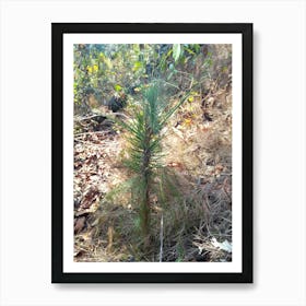 A Small Plant By Binod Dawadi Art Print