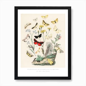 Butterflie And Moths Vintage Art Prints Art Print