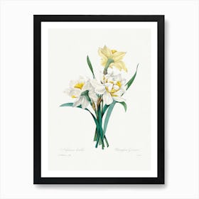 Double Daffodil, Pierre Joseph Redouté Art Print