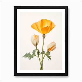 Pressed Wildflower Botanical Art California Poppy 1 Art Print