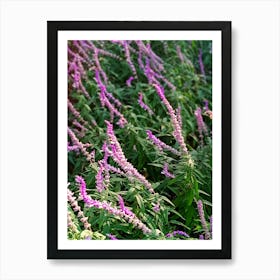 Lavender flowers Art Print