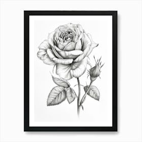 English Rose Black And White Line Drawing 8 Art Print