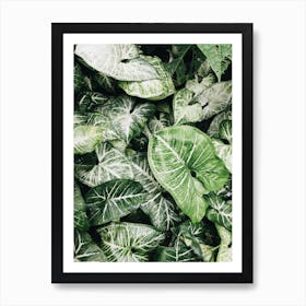 Green Leaves In The Garden Art Print