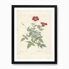 Rose Illustration, Pierre Joseph Redoute (85) Art Print