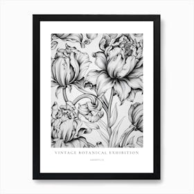 Amaryllis B&W Vintage Botanical Poster Art Print