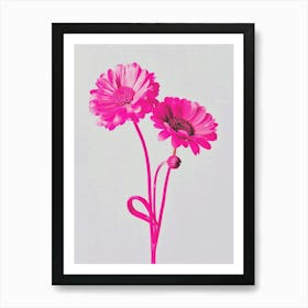 Hot Pink Cineraria 1 Art Print