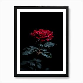 Dark Rose 91 Art Print