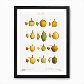 Common Plums, Pierre Joseph Redoute 2 Affiche