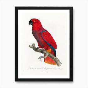 The Eclectus Parrot From Natural History Of Parrots, Francois Levaillant 1 Art Print