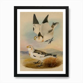 Two Birds In Flight Art Print