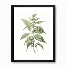 Stinging Nettle Vintage Botanical Herbs 1 Art Print