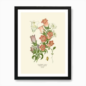 California Bells Art Print