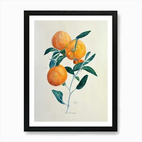 Orange Tree Branch Art Print