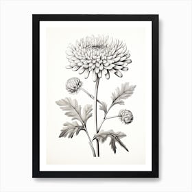 Chrysanthemums Flower Vintage Botanical 3 Art Print