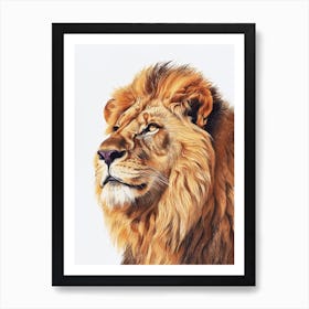Barbary Lion Portrait Close Up Clipart 3 Art Print