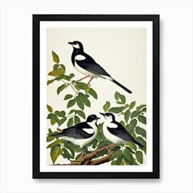 Magpie James Audubon Vintage Style Bird Art Print