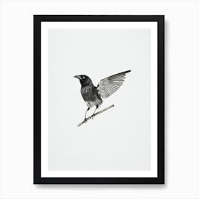 Crow B&W Pencil Drawing 2 Bird Art Print