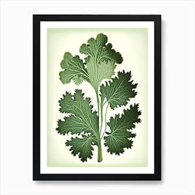 Parsley Herb Vintage Botanical Art Print