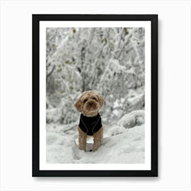 Cavapoo In The Snow Art Print