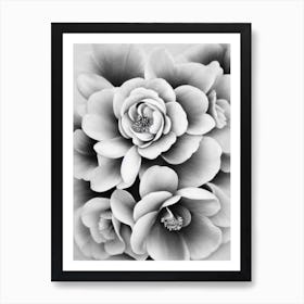 Camellia B&W Pencil 5 Flower Art Print