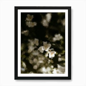 White Cherry Blossoms Oil Painting Art Print