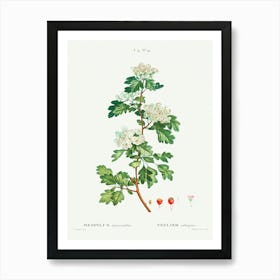 Midland Hawthorn, Pierre Joseph Redoute Art Print