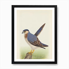 Eurasian Sparrowhawk Illustration Bird Art Print