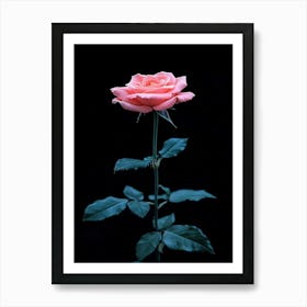 Pink Rose 56 Art Print