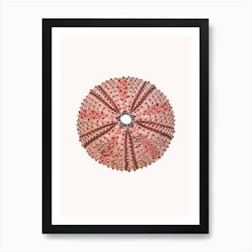 Shell IV Art Print