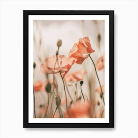 Sunkissed Poppies Art Print