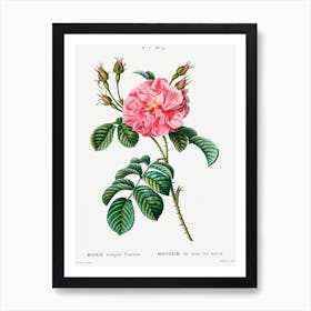 Ever Blowing Rose, Pierre Joseph Redoute Art Print