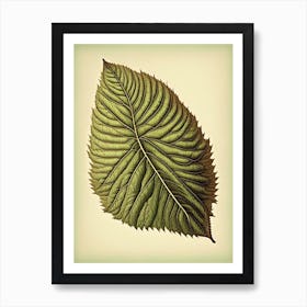 Slippery Elm Leaf Vintage Botanical 2 Art Print