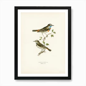 Bluethroat (Cyanecula Svecica), The Von Wright Brothers Art Print